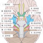 12個の脳神経の語呂合わせ